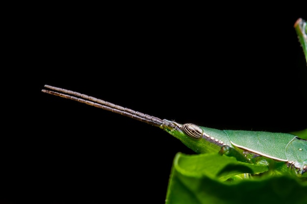 Cavalletta su foglia verde