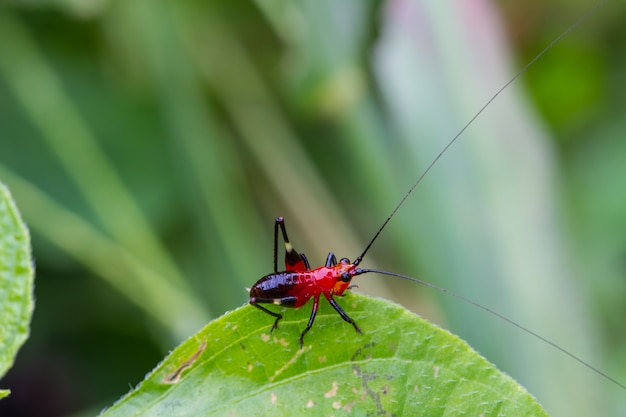 Cavalletta su una foglia verde