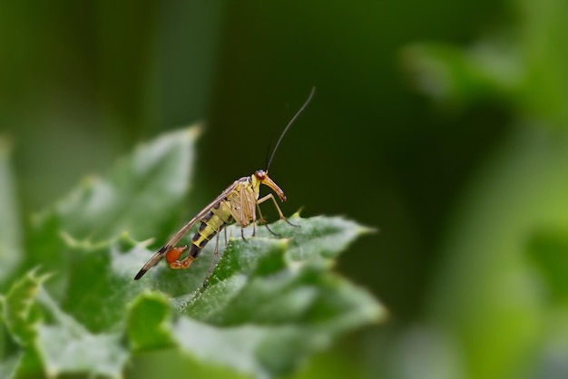 Cavalletta su una foglia