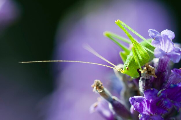 Cavalletta sui fiori di lavanda