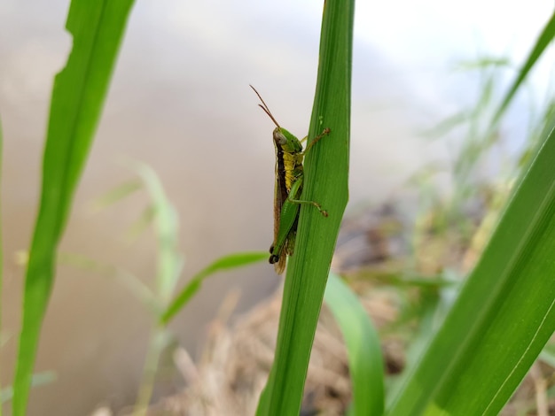 Cavalletta sull'erba lascia sfondo bella natura tonificante primavera natura design