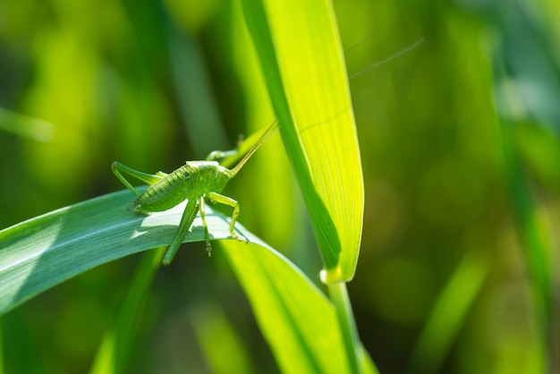 Cavalletta sulla fine dell'erba in su