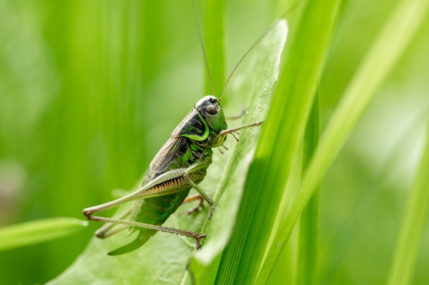 Cavalletta sulla foglia di erba si chiuda. Cavalletta verde. Foto macro di una cavalletta.