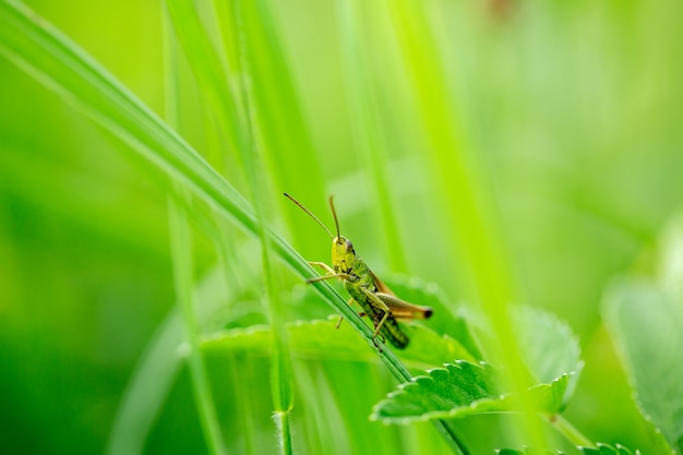 Cavalletta sulla foglia di erba si chiuda. Cavalletta verde. Foto macro di una cavalletta.