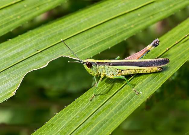 Cavalletta sulla foglia verde nella foresta