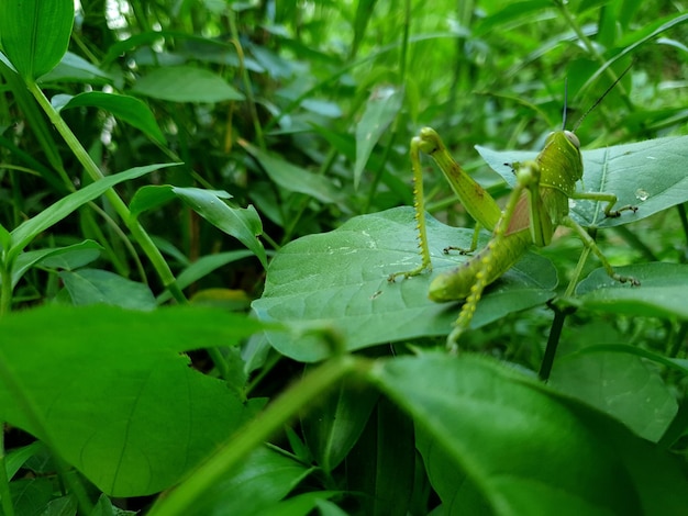 Cavalletta sullo sfondo della foglia bellissimo concetto di natura tropicale foglia