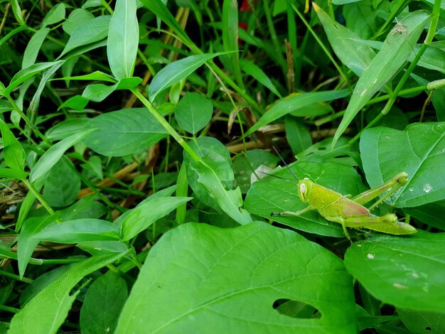 Cavalletta sullo sfondo della foglia bellissimo concetto di natura tropicale foglia