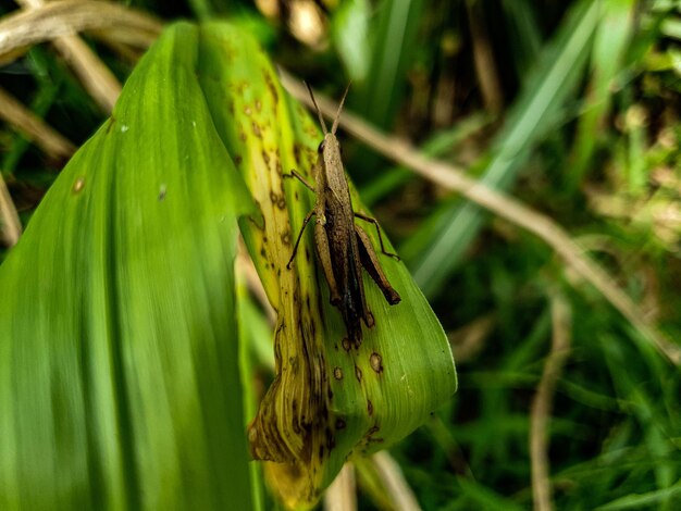 Cavalletta sullo sfondo della foglia natura