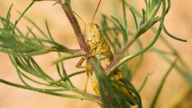 Cavalletta verde che si siede su una pianta.