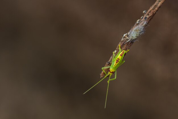 Cavalletta verde in natura