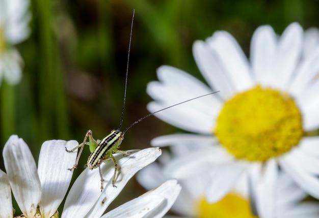 Cavalletta verde molto piccola con strisce nere seduta su una margherita