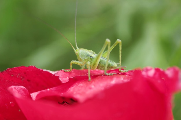 Cavalletta verde su papavero rosso