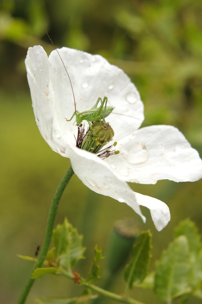 Cavalletta verde su un bel papavero bianco