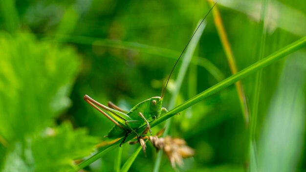 Cavalletta verde su una lama di grassxA