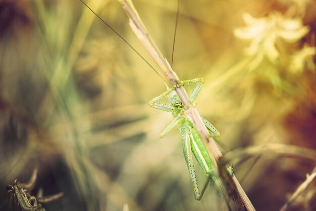 Cavalletta verde sull'erba verde. Immagine macro con piccola profondità di campo, filtro vintage