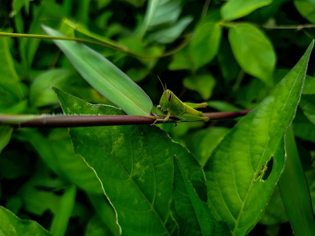 Cavalletta verde sullo sfondo dell'erba bella natura tonificante primavera natura design