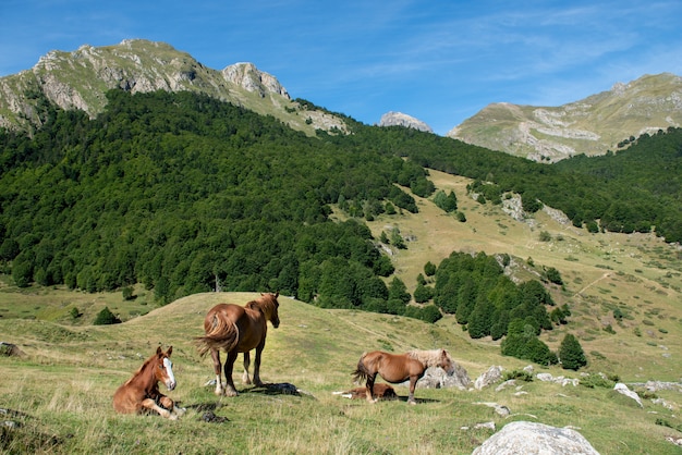 Cavalli al pascolo al pascolo in montagna