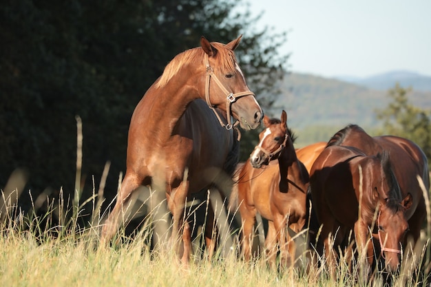 Cavalli al pascolo all'alba, agosto, Polonia