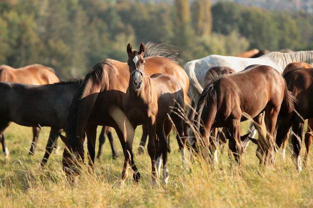 Cavalli al pascolo all'alba, agosto, Polonia