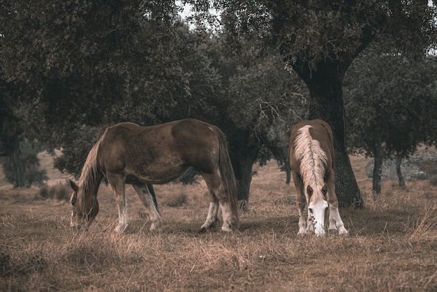 Cavalli al pascolo in autunno