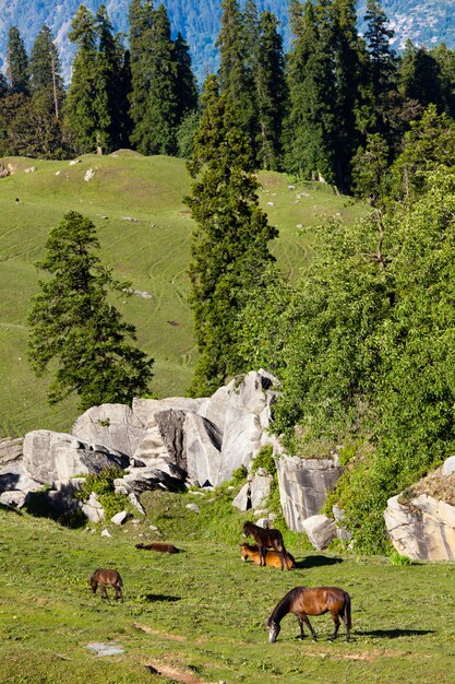 Cavalli al pascolo in montagna