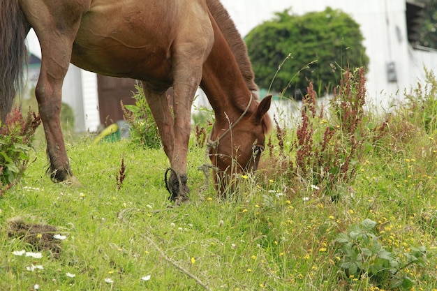 Cavalli al pascolo in un campo a Castro sull'isola di Chiloe in Cile