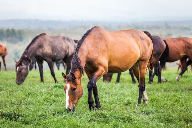 Cavalli al pascolo in un prato in autunno