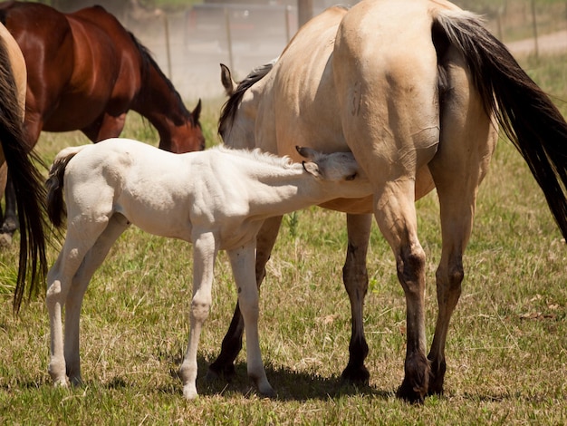 Cavalli al pascolo nel campo.