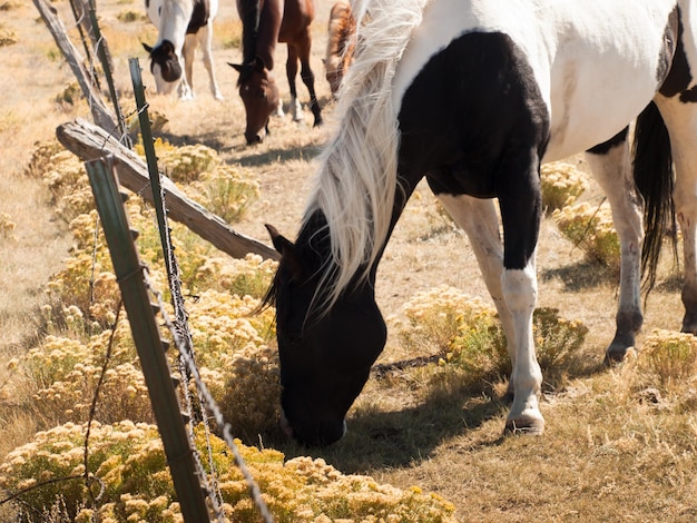 Cavalli al pascolo nel campo.