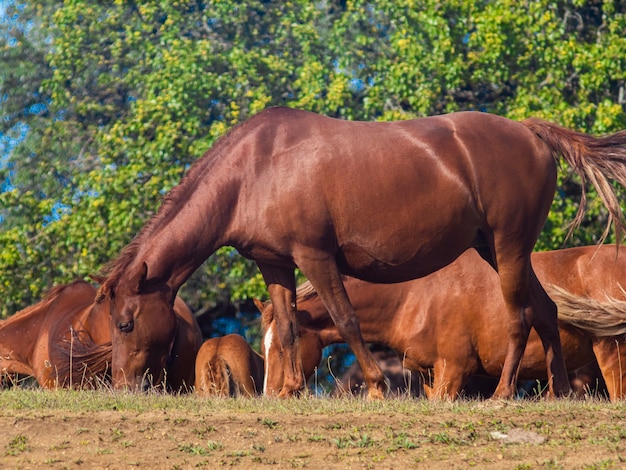 cavalli al pascolo nel campo