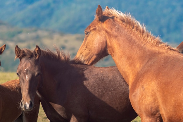 cavalli al pascolo nel campo