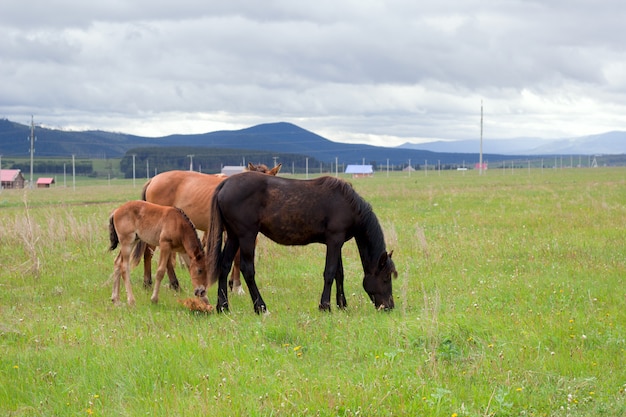 Cavalli al pascolo nel ranch