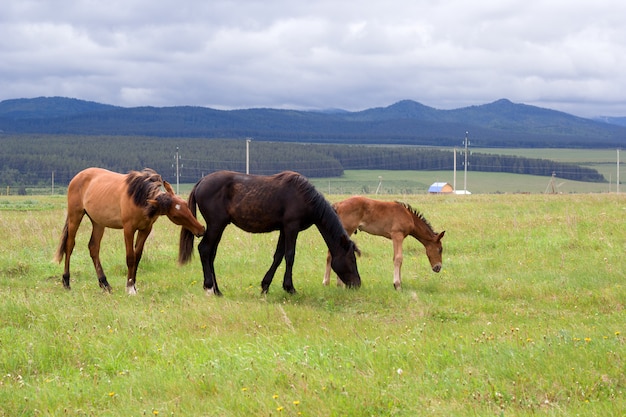 Cavalli al pascolo nel ranch