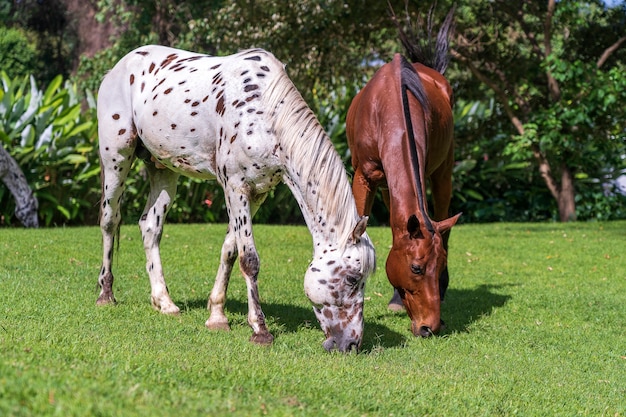 Cavalli al pascolo sull'erba verde del giardino