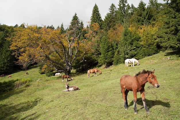 cavalli al pascolo