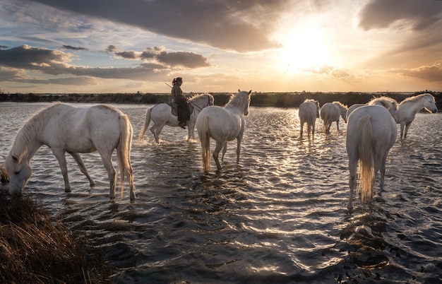 Cavalli bianchi e due guardiani camminano nell'acqua