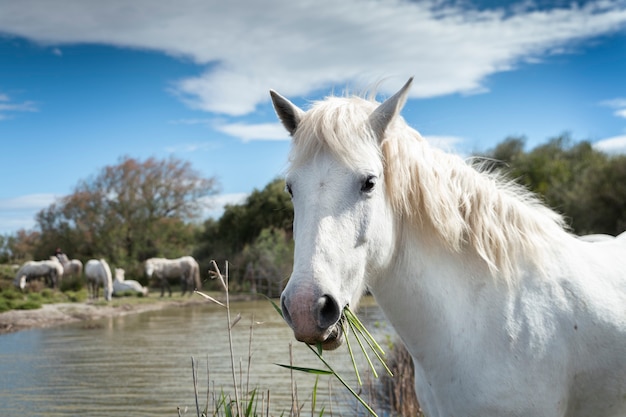 Cavalli bianchi in Camargue, Francia vicino a Les salines, Francia