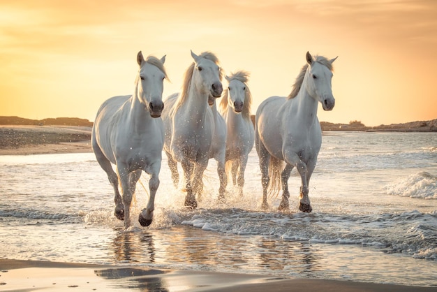 Cavalli bianchi in Camargue Francia