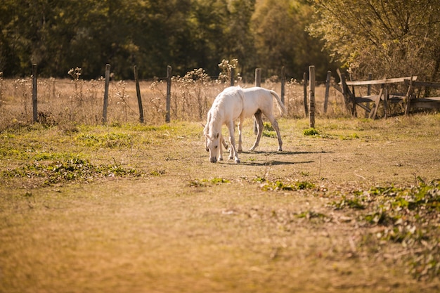 Cavalli bianchi nella vecchia fattoria