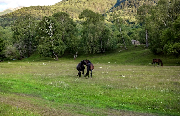 Cavalli che abbracciano sulla natura.