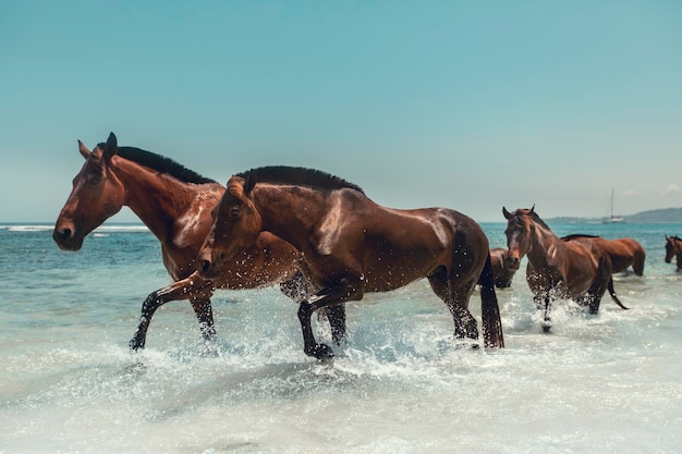Cavalli che camminano nell'acqua sulla spiaggia