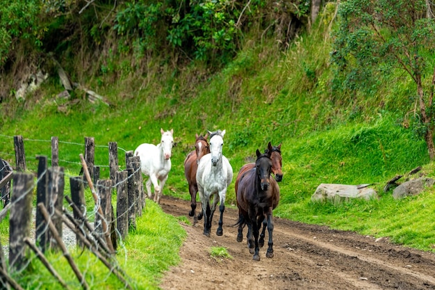 Cavalli che corrono su una strada sterrata