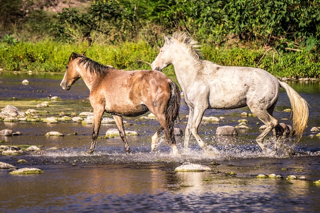 Cavalli che corrono sull'acqua in un fiume centroamericano