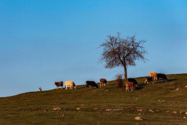 Cavalli che pascolano in un campo