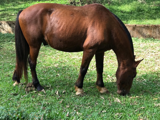 Cavalli che pascolano sul campo