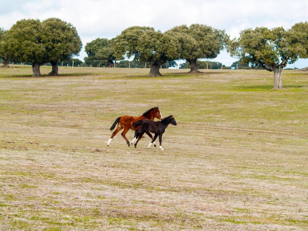 Cavalli che pascolano sul campo