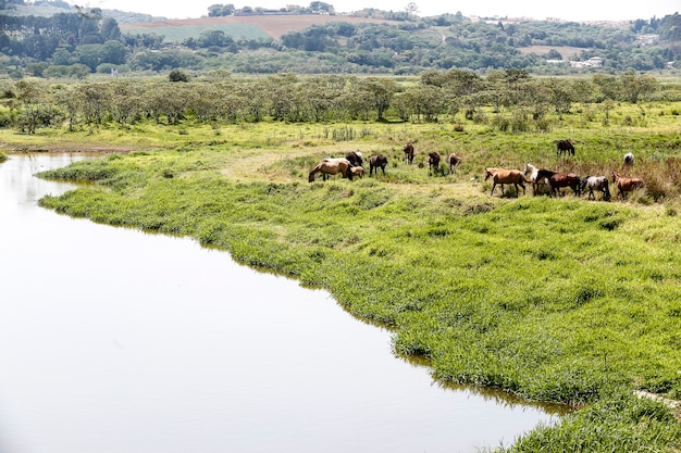 Cavalli che pascono sull'erba verde del prato del fiume