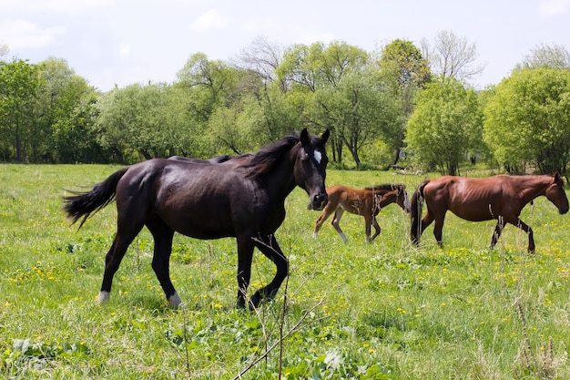 Cavalli con un puledro sul prato