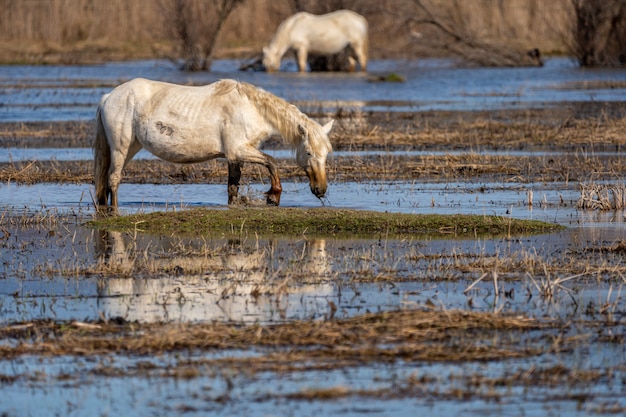 Cavalli della Camargue nel Parco Naturale delle Paludi