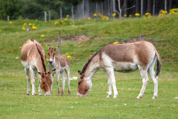 Cavalli di Przewalski (Equus ferus przewalskii) con il loro puledro